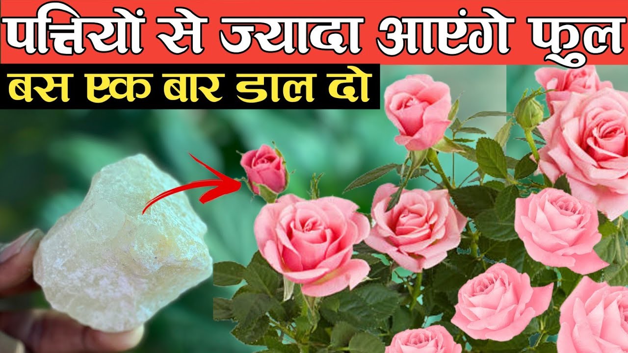 Rose Growth Tips: गुलाब के पौधे में नहीं खिल रही कलियां, तो मिटटी में मिला दें ये चीज फूलों से भरपूर भर जायेगा आपका गमला
