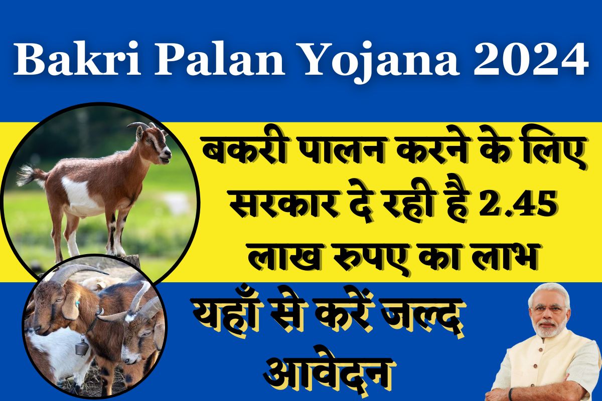 Bakri Palan Yojna 2024: बकरी पालन पर सरकार दे रही है किसानों को सब्सिडी के साथ 2.5 लाख रुपए, जानिए क्या है आवेदन की प्रक्रिया