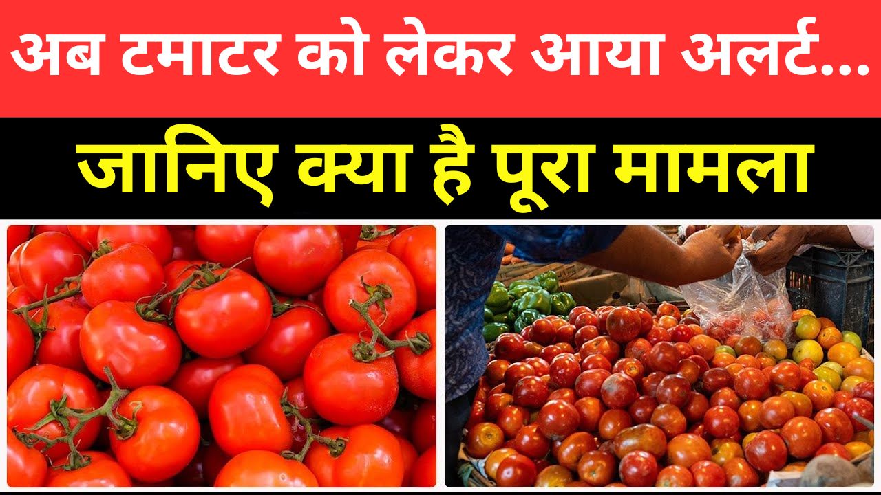 Tomato News: अब टमाटर को लेकर आया अलर्ट...किसानों की बढ़ी चिंता, जानिए क्या है पूरा मामला