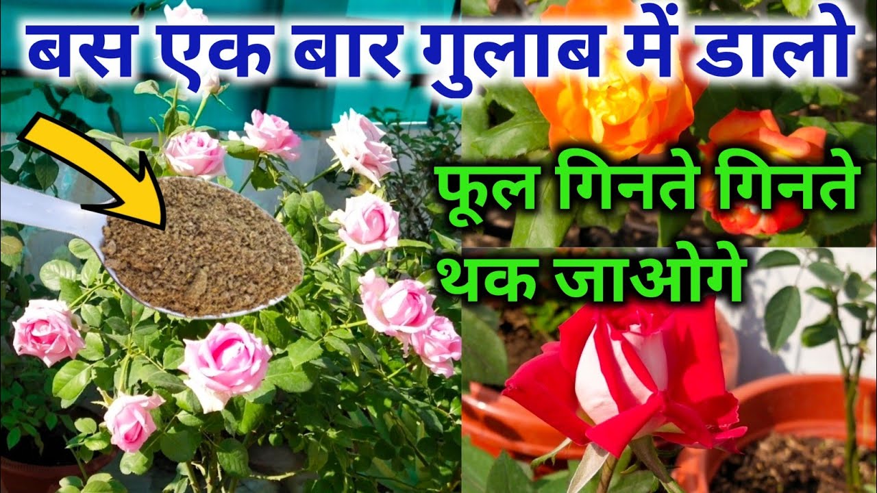 गुच्छों से भर जायेगा गुलाब का पौधा ये 5 रुपये की दवा दिखाएगी अपना जबरदस्त कमाल, जानिए कैसे करें इस्तेमाल