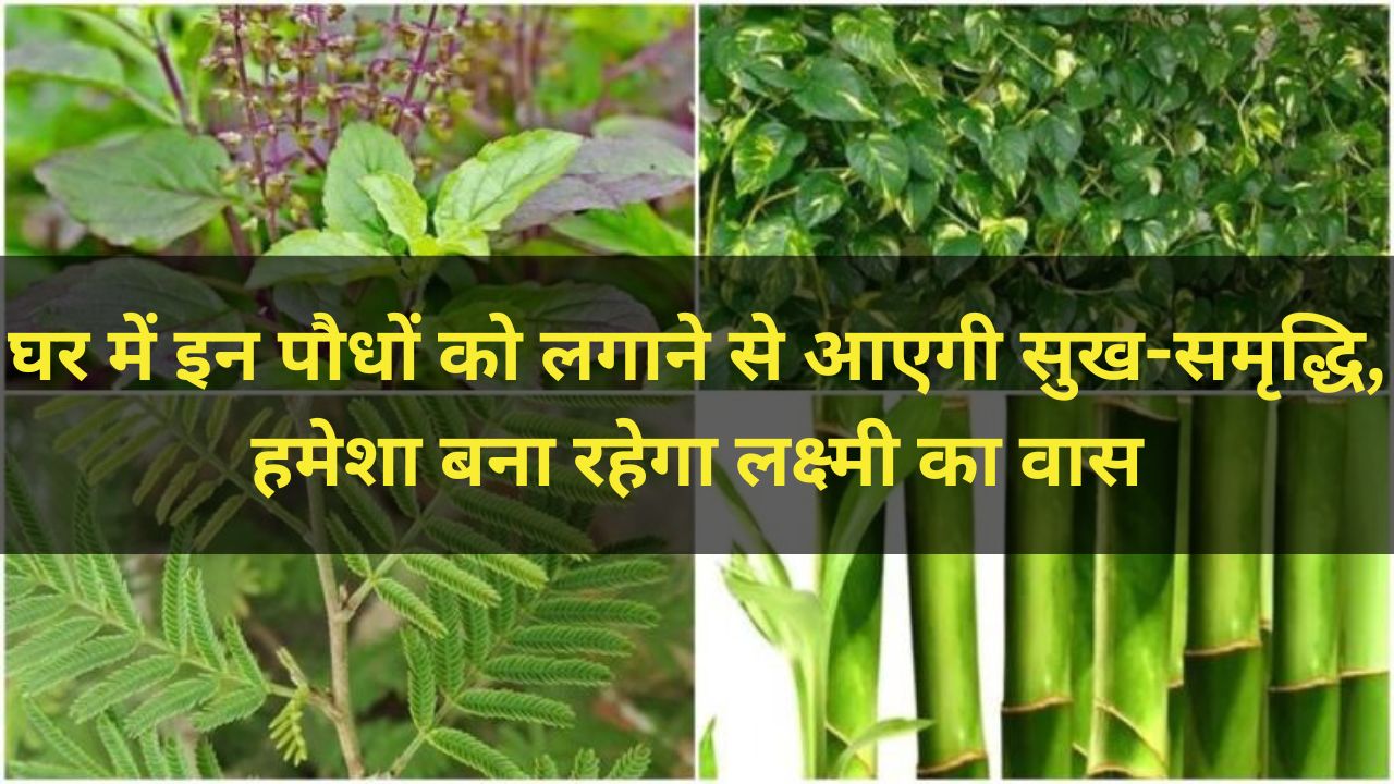 Lucky Plant: घर में इन पौधों को लगाने से आएगी सुख-समृद्धि, हमेशा बना रहेगा लक्ष्मी का वास
