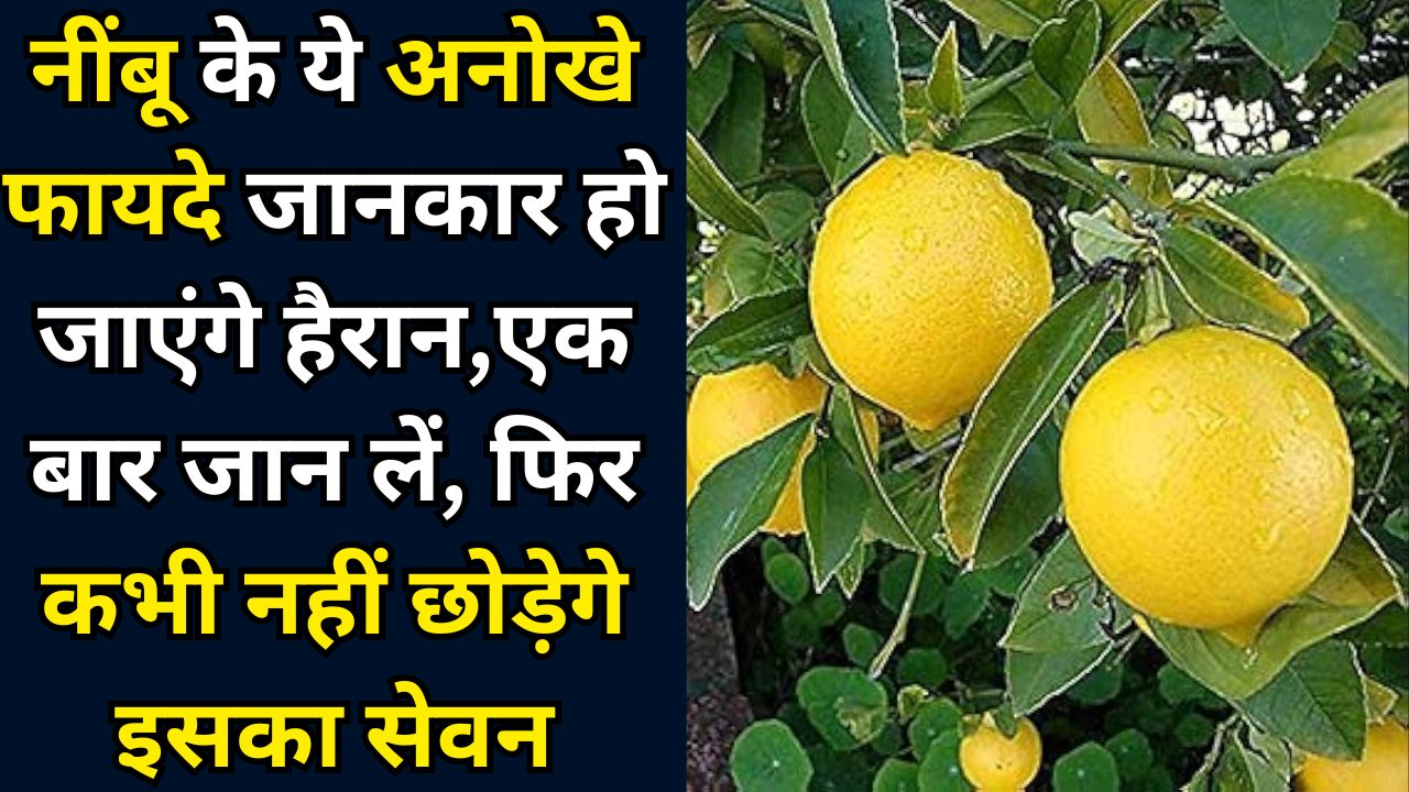 Health Benefits Of Lemon : नींबू के ये अनोखे फायदे जानकार हो जाएंगे हैरान,एक बार जान लें, फिर कभी नहीं छोड़ेगे इसका सेवन