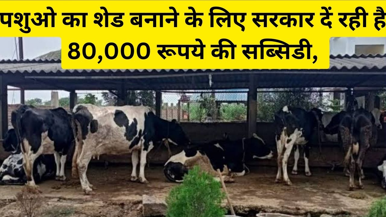 MGNREGA Pashu Shed Yojana 2024 : इस योजना के तहत पशुओ का शेड बनाने के लिए सरकार दें रही है 80,000 रूपये की सब्सिडी, जानें कैसे करें आवेदन