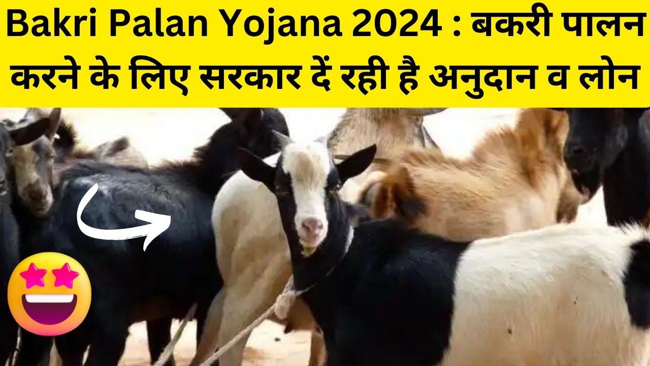 Bakri Palan Yojana 2024 : किसानो के लिए बड़ी खुशखबरी, अब बकरी पालन करने के लिए सरकार दें रही है अनुदान व लोन, जानिए पूरी जानकारी