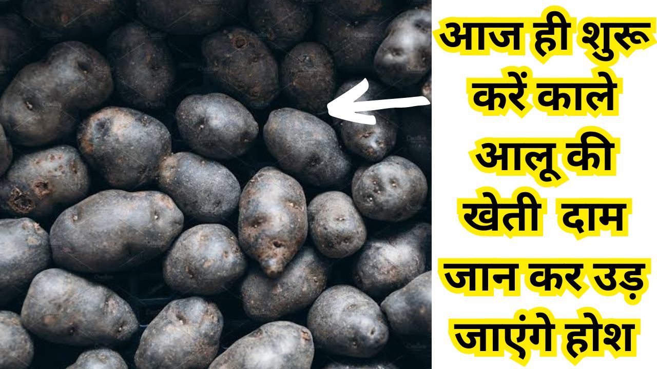 Black Potato Farming : आज ही शुरू करें काले आलू की खेती और कमाए भारी मुनाफा, दाम जान कर उड़ जाएंगे होश