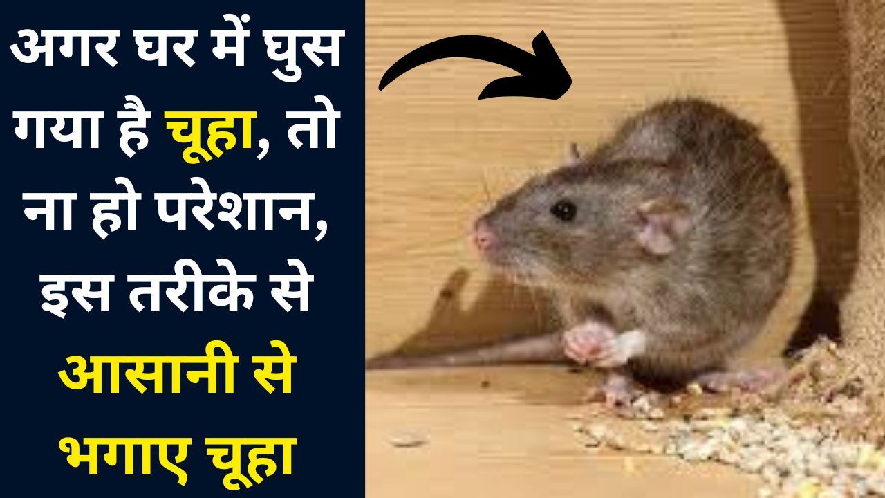 अगर घर में घुस गया है चूहा, तो ना हो परेशान, इस तरीके से आसानी से भगाए चूहा