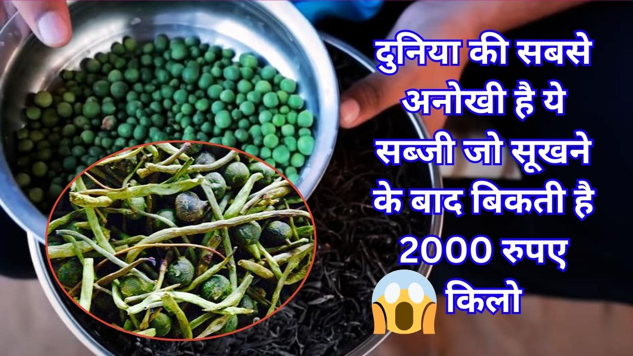 दुनिया की सबसे अनोखी है ये सब्जी जो सूखने के बाद बिकती है 2000 रुपए किलो, जानिए क्यों है देश-विदेशों तक है इतनी मशहूर