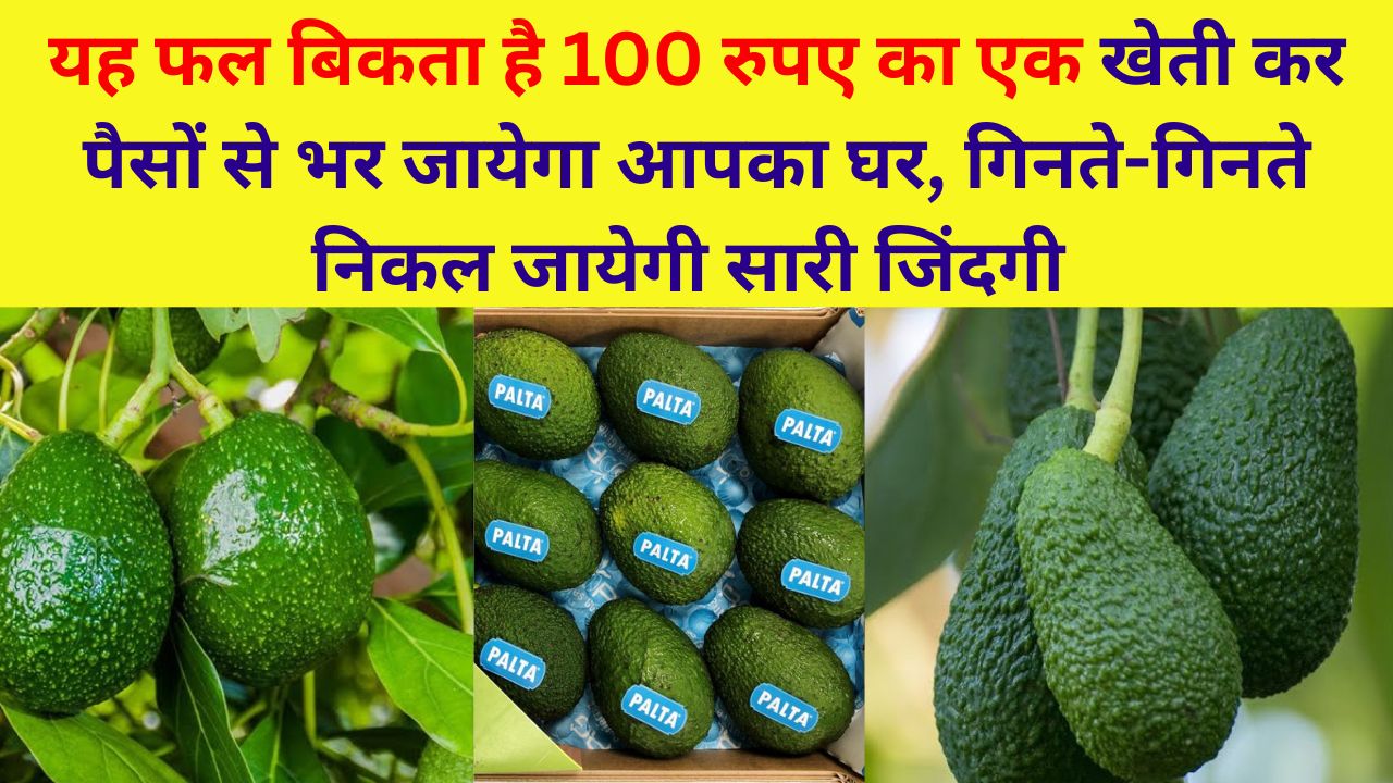 यह फल बिकता है 100 रुपए का एक खेती कर पैसों से भर जायेगा आपका घर, गिनते-गिनते निकल जायेगी सारी जिंदगी, जानिए कौनसा है ये फल