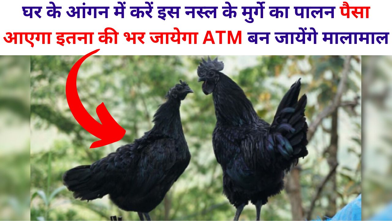 घर के आंगन में करें इस नस्ल के मुर्गे का पालन पैसा आएगा इतना की भर जायेगा ATM बन जायेंगे मालामाल